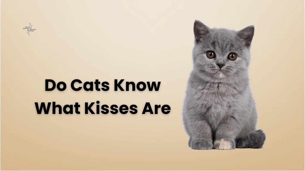 is cats know when they are kissed