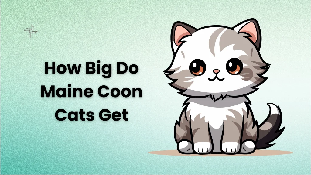 How Big Do Maine Coon Cats Get