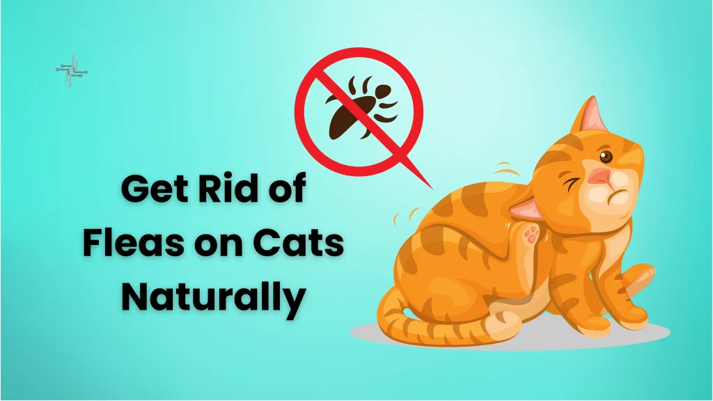 Get Rid of Fleas on Cats