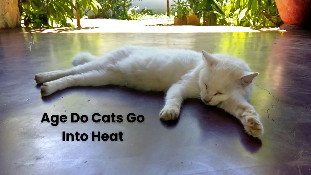 What Age Do Cats Go Into Heat