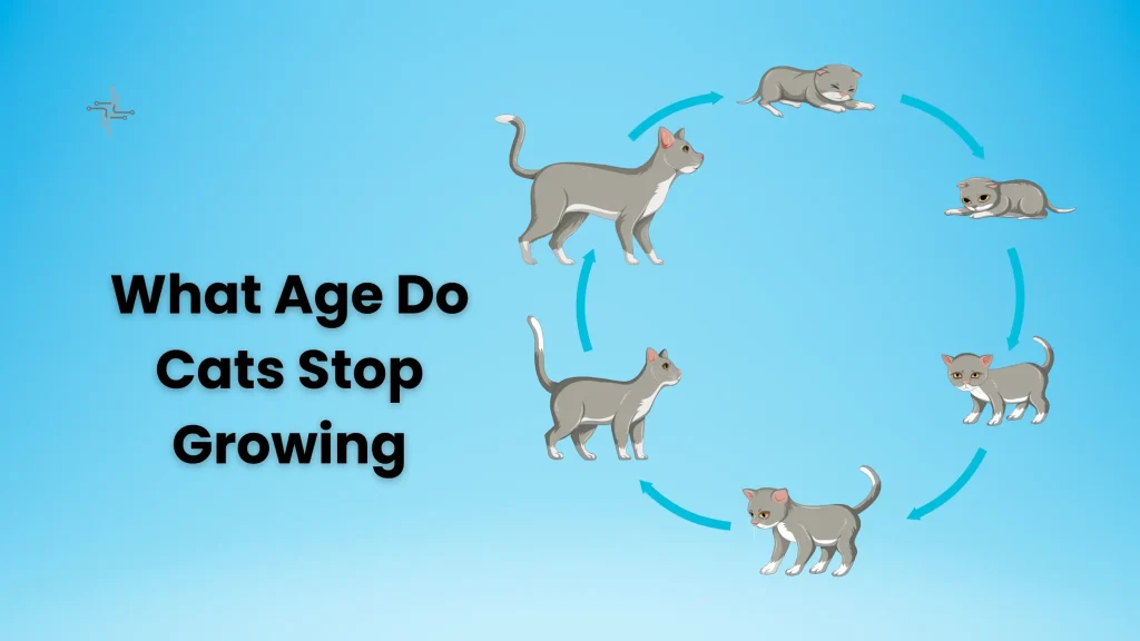 What Age Do Cats Stop Growing