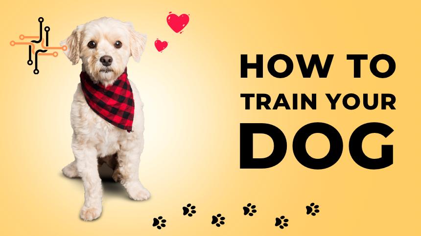 can you train a service dog yourself?